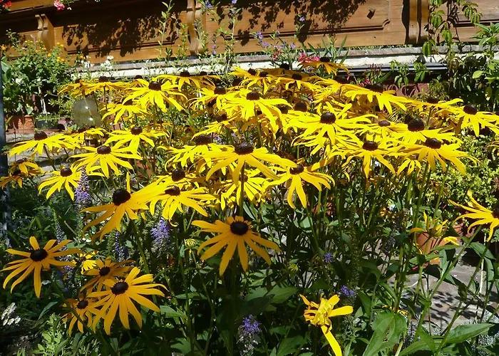 Eisenhof 公寓 阿尔滕马克特蓬高