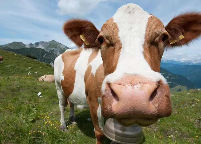 Eisenhof 阿尔滕马克特蓬高